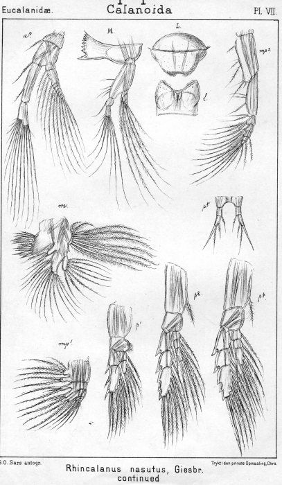 Rhincalanus nasutus from Sars, G.O. 1901