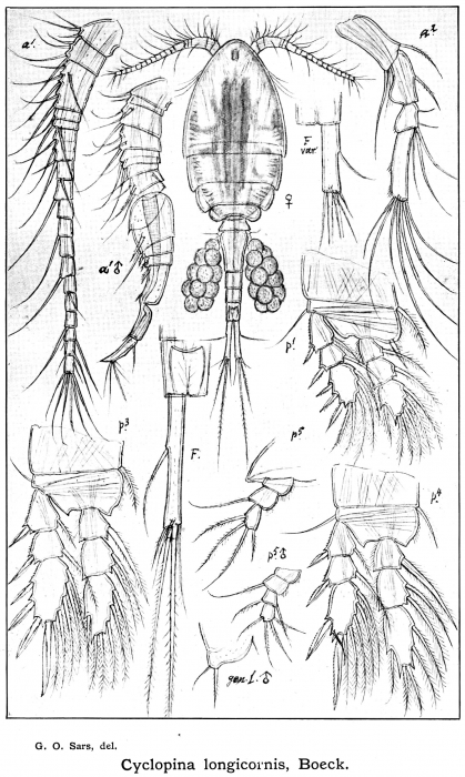 Cyclopina longicornis from Sars, G.O. 1913