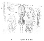 Cyclopina pygmaea from Sars, G.O. 1918