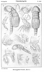 Doropygella thorelli from Sars, G.O. 1921