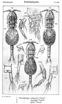 Notodelphys agilis from Sars, G.O. 1921