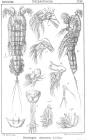 Cerviniopsis clavicornis from Sars, G.O. 1903