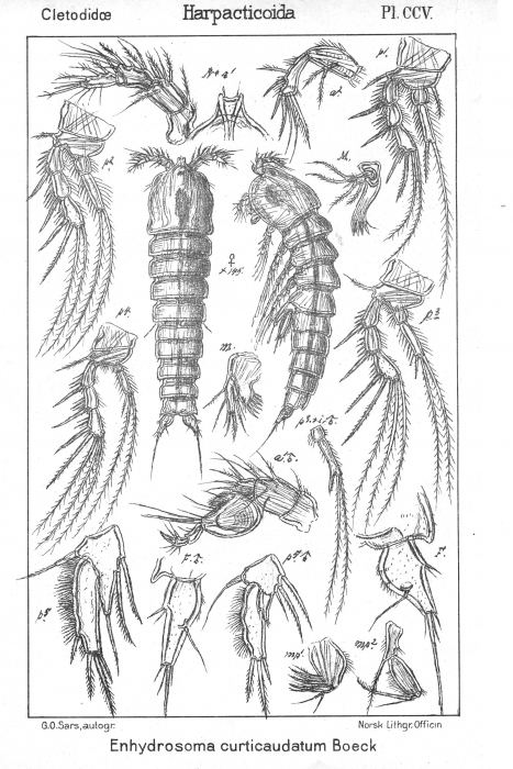 Enhydrosoma curticauda from Sars, G.O. 1909