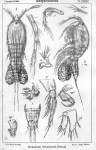 Diosaccus tenuicornis from Sars, G.O. 1906