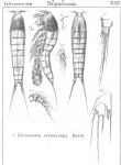 Ectinosoma melaniceps from Sars, G.O. 1904