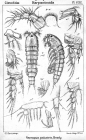 Nannopus palustris from Sars, G.O. 1909