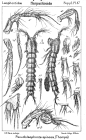 Pseudolaophonte spinosa from Sars, G.O. 1911