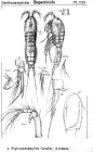 Phyllopodopsyllus furciger from Sars, G.O. 1907