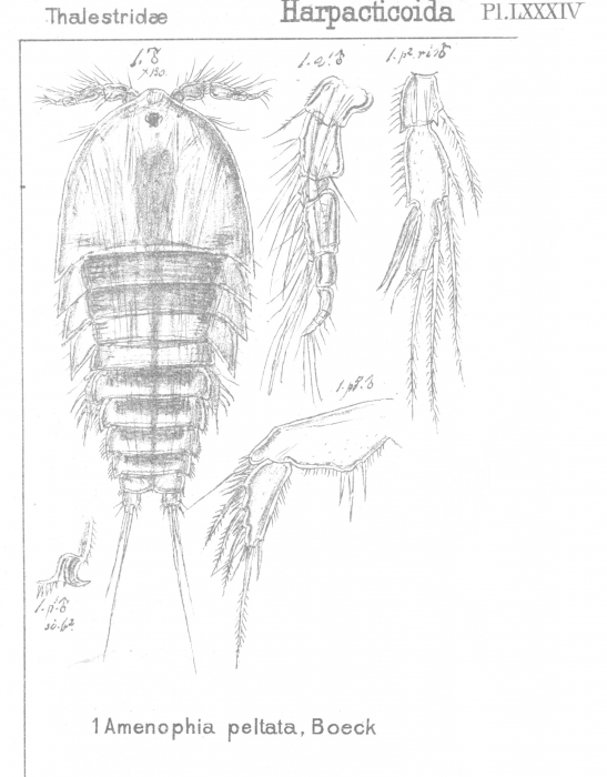 Amenophia pultata from Sars, G.O. 1906