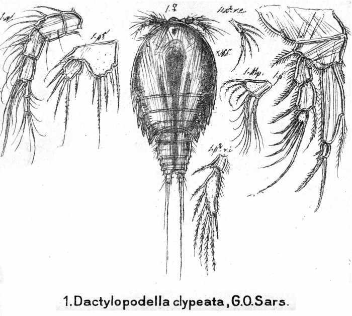 Dactylopodella clypeata from Sars, G.O. 1911