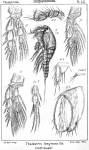 Thalestris longimana from Sars, G.O. 1905