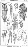 Thalestris rufoviolascens from Sars, G.O. 1905