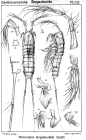 Stenocopia longicaudata from Sars, G.O. 1907
