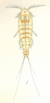 Harpacticus uniremis from Brian, A 1906