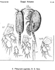 Platycopia pygmaea from Sars, G.O. 1919
