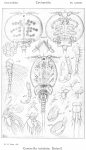 Cancerilla tubulata from Sars, G.O. 1915 Cancerilla tubulata from Sars, G.O. 1915