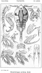 Parartotrogus arcticus from Sars, G.O. 1915 Parartotrogus arcticus from Sars, G.O. 1915