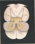 Philorthragoriscus serratus from Brian, A 1906 Philorthragoriscus serratus from Brian, A 1906