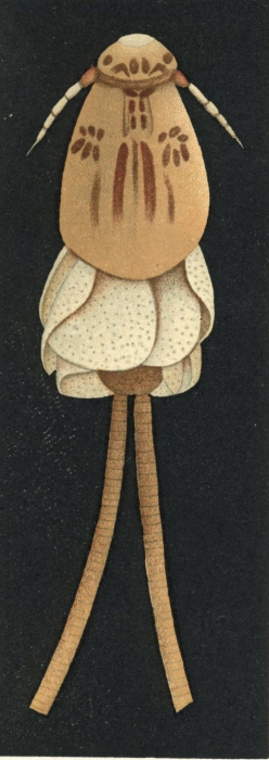 Anthosoma crassum from Brian, A 1906