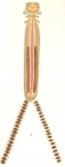 Hatschekia sargi from Brian, A 1906 Hatschekia sargi from Brian, A 1906