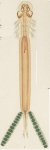 Kroyeria lineata from Brian, A 1906 Kroyeria lineata from Brian, A 1906