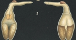 Naobranchia cygniformis from Brian, A 1906 Naobranchia cygniformis from Brian, A 1906