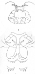 Lernanthropus trachuri from Brian, A 1906 Lernanthropus trachuri from Brian, A 1906