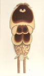 Pandarus bicolor from Brian, A 1906