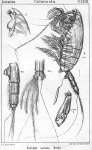 Euchaeta barbata from Sars, G.O. 1902 Euchaeta barbata from Sars, G.O. 1902