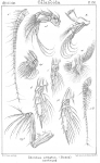 Chiridius armatus from Sars, G.O. 1901 Chiridius armatus from Sars, G.O. 1901