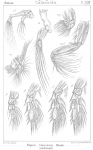 Bryaxis brevicornis from Sars, G.O. 1902 Bryaxis brevicornis from Sars, G.O. 1902