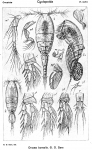 Oncaea borealis from Sars, G.O. 1918 Oncaea borealis from Sars, G.O. 1918