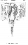 Oncaea similis from Sars, G.O. 1918 Oncaea similis from Sars, G.O. 1918