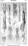 Monstrilla leucopsis from Sars, G.O. 1921 Monstrilla leucopsis from Sars, G.O. 1921