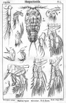 Machairopus minutus from Sars, G.O. 1905 Machairopus minutus from Sars, G.O. 1905