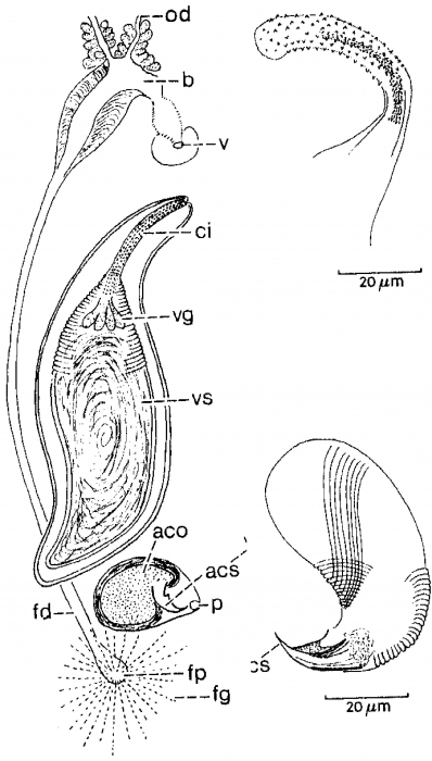 Duplominona longicirrus