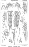 Cletodes buchholtzi from Sars, G.O. 1909 Cletodes buchholtzi from Sars, G.O. 1909