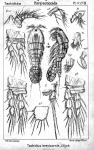 Tachidius brevicornis from Sars, G.O. 1909 Tachidius brevicornis from Sars, G.O. 1909