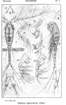 Oithona spinirostris from Sars, G.O. 1913 Oithona spinirostris from Sars, G.O. 1913