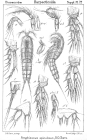Amphiascus spinulosus from Sars, G.O. 1911