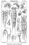 Danielssenia fusiformis from Sars, G.O. 1909
