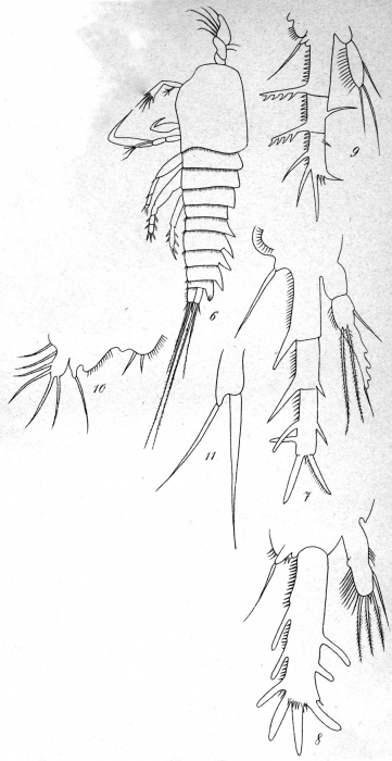 Laophonte quaterspinata from Brian, A 1921