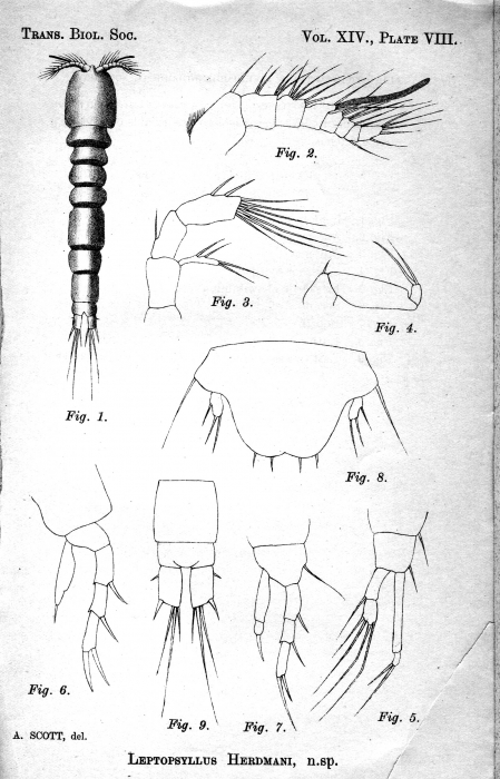 Leptopsyllus herdmani from Thompson I.C. & Scott A. 1900