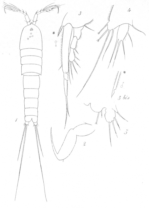 Amphiascus parvulus from Brian, A 1921
