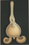 Clavella characis from Brian, A 1906 Clavella characis from Brian, A 1906