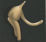 Clavella emarginata from Brian, A 1906 Clavella emarginata from Brian, A 1906