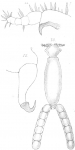 Clavella labracis from Scott, T 1902 Clavella labracis from Scott, T 1902