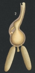 Clavella sargi from Brian, A 1906 Clavella sargi from Brian, A 1906