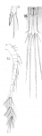 Cyclops agilis from Vosseler 1886 Cyclops agilis from Vosseler 1886