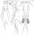 Cyclops fimbriatus from Vosseler 1886 Cyclops fimbriatus from Vosseler 1886